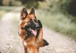 calorías y ejercicio en perros