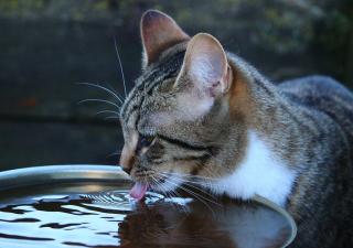 gato-hidratar