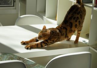 pilates-animales