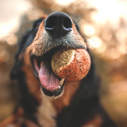 salud bucodental perros y gatos