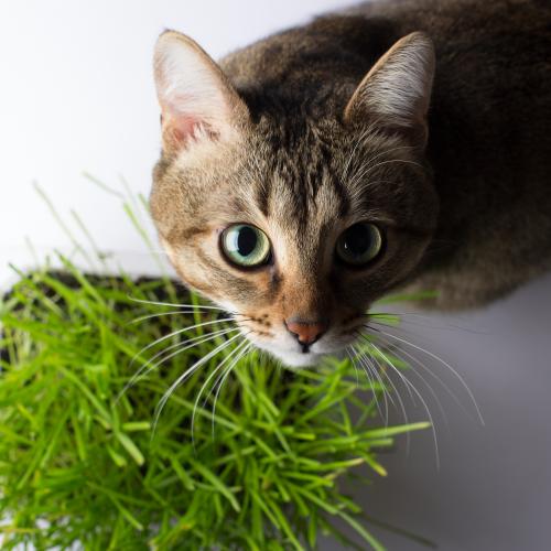 ¿Cómo premiar a mi gato? ¿Cómo premiar a mi gato?