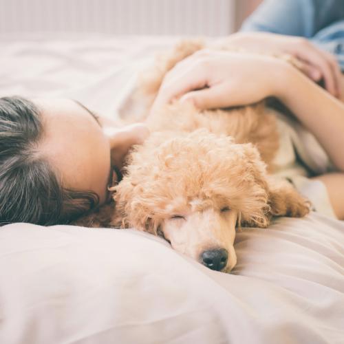 Ventajas de dormir con tu perro Ventajas de dormir con tu perro