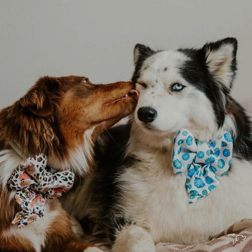 Navidad con mi perro Navidad con mi perro