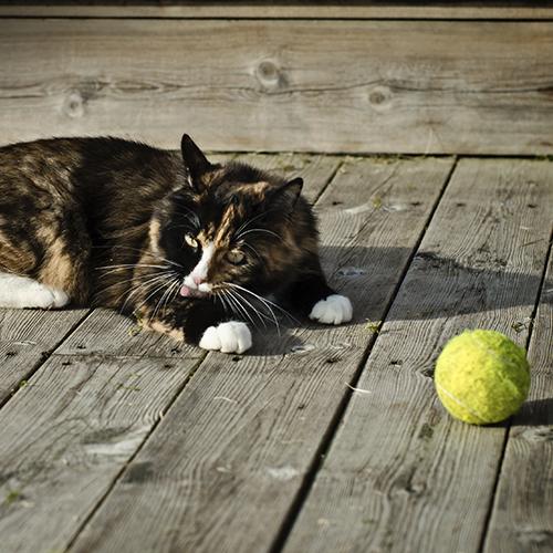 Ejercicios para gatos