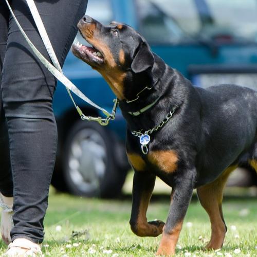 Consejos para adiestrar a tu perro