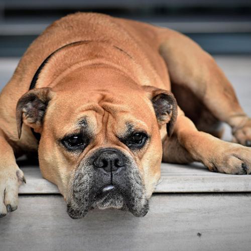 artritis_perros artritis_perros
