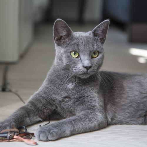 gato en casa jugando gato con un juguete en el suelo