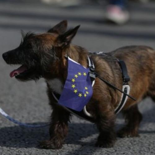 Brexit canino