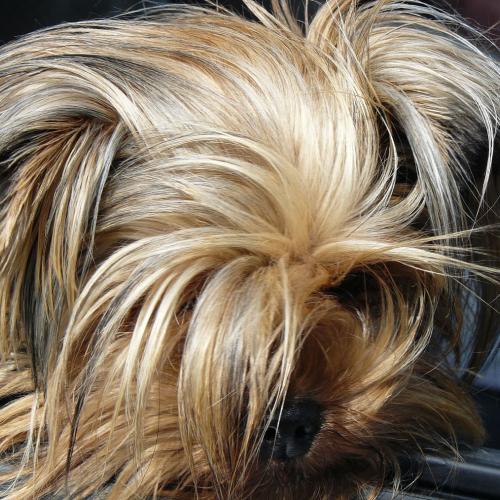 Brillo pelo perros Brillo pelo perros