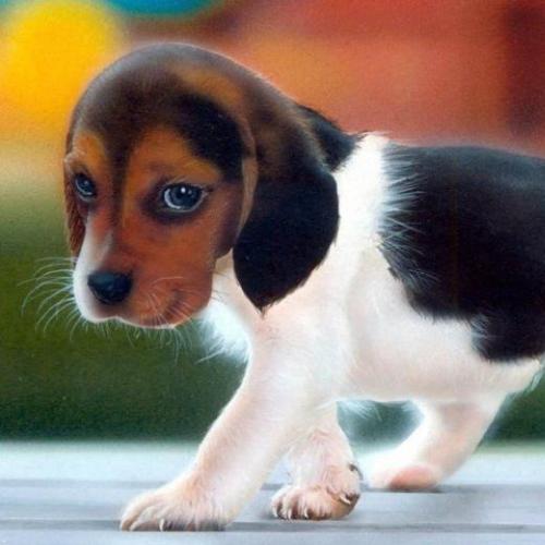 cachorro cachorro