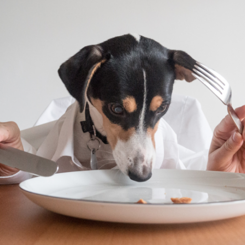 Dieta en perros