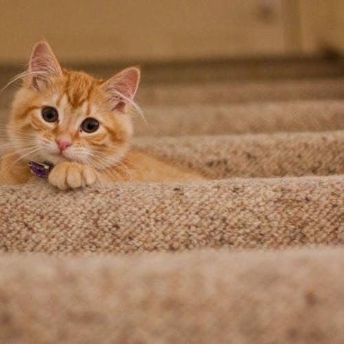 castrar gato castrar gato