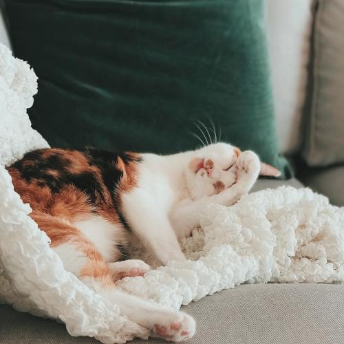 Aprende a entender el lenguaje corporal de tu gato Aprende a entender el lenguaje corporal de tu gato