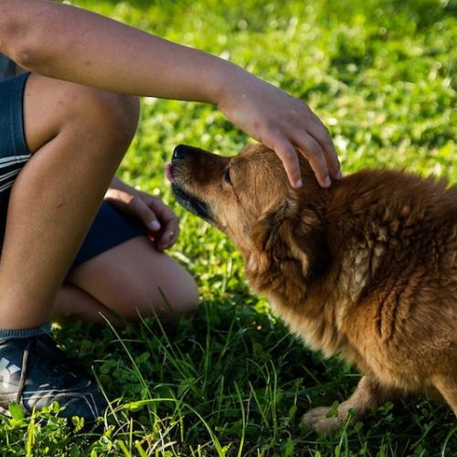 Cómo acercarse a un perro desconocido