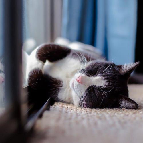 Síntomas de la artritis en los felinos Gato desganado por la artritis