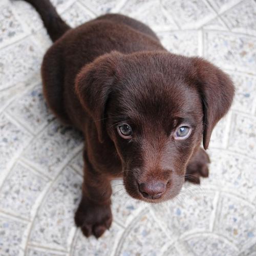 consejos para educar a un cachorro