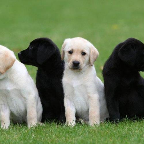 cuidado labrador cuidado labrador