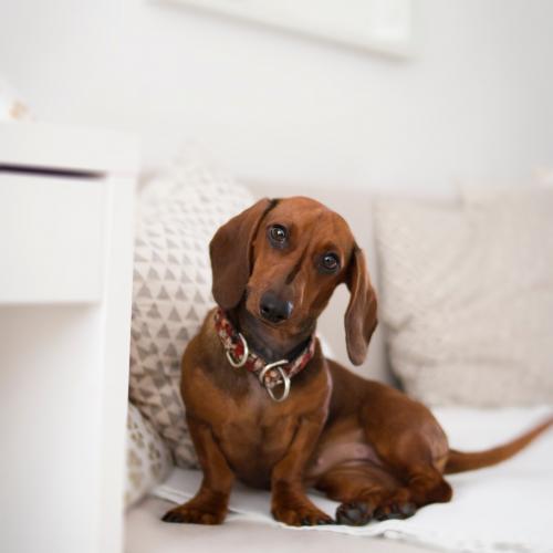 Acupuntura para perros Acupuntura para perros