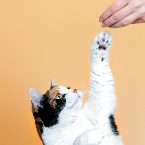 Se puede educar a un gato Se puede educar a un gato