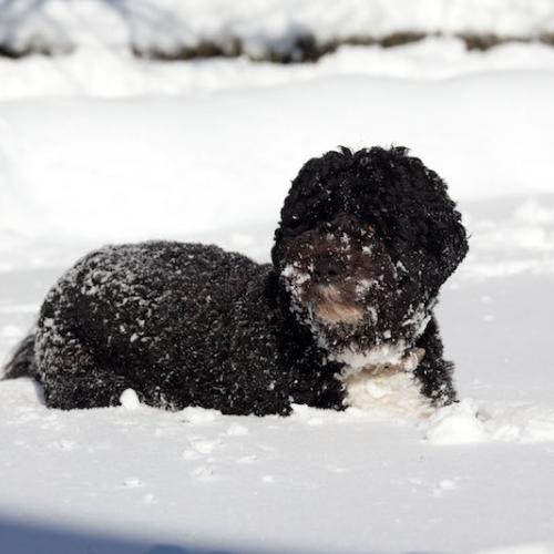 Entretener una mascota con nieve