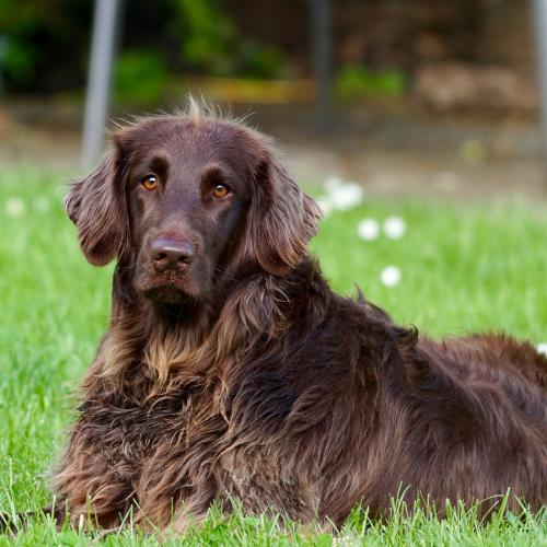 epilepsia-en-perros epilepsia-en-perros