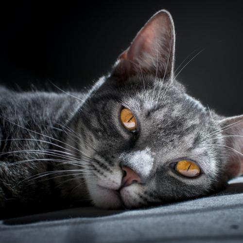 Problemas renales en gatos Problemas renales en gatos