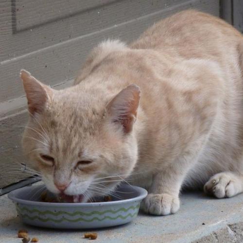 comida gatos comida gatos