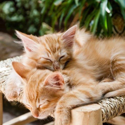 gatitos durmiendo juntos 