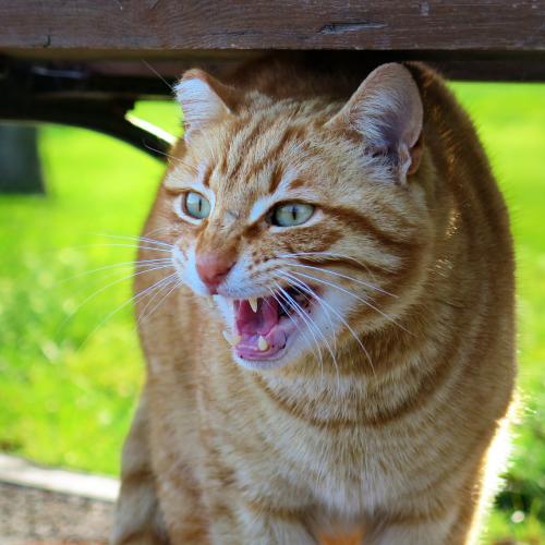 Gato bufando por miedo (Pixabay)