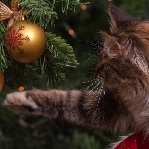 gato jugando con las bolas de Navidad gato jugando con las bolas de Navidad