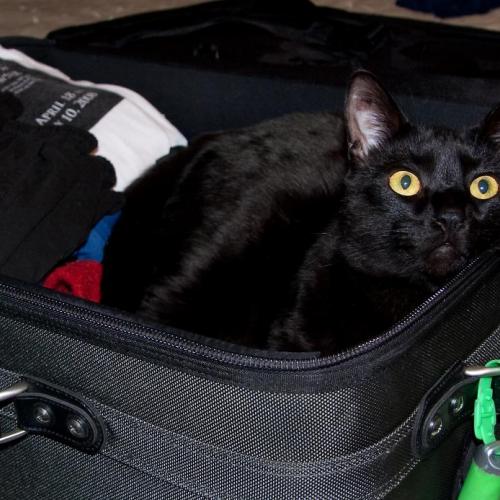 ¿Sabes con qué mascotas puedes viajar?