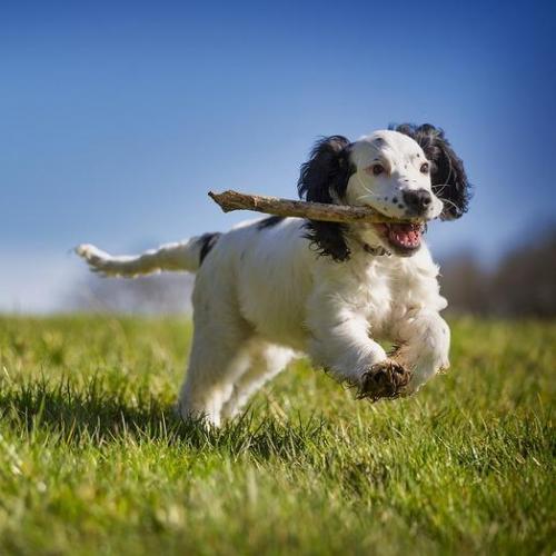 Ejercicio en perros 