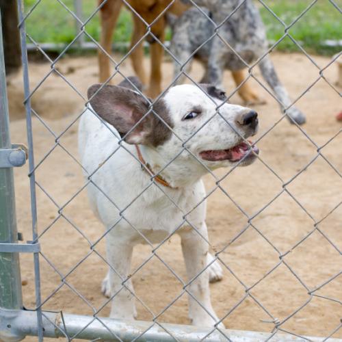 pensión de perro pensión de perro