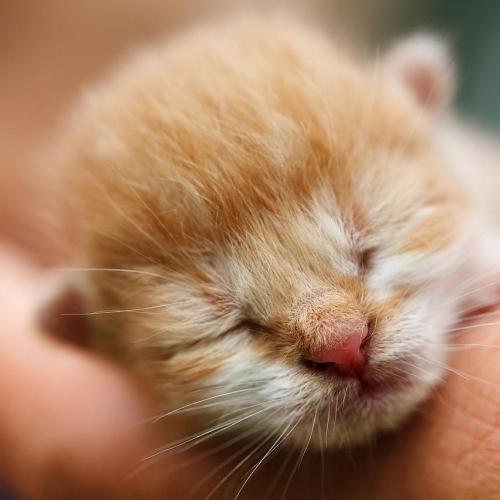 ¿Cómo cuidar a un gatito recién nacido? ¿Cómo cuidar a un gatito recién nacido?