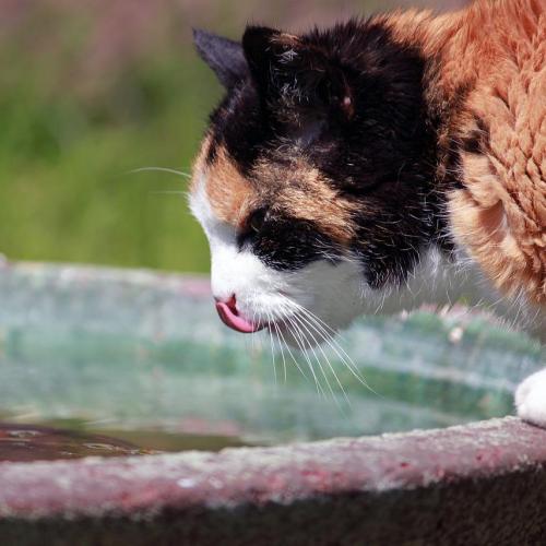 ¿Cómo saber si tu gato está deshidratado?