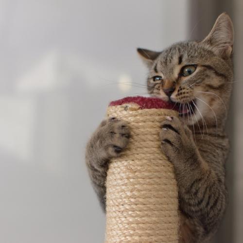 juguetes-para-gatos juguetes-para-gatos