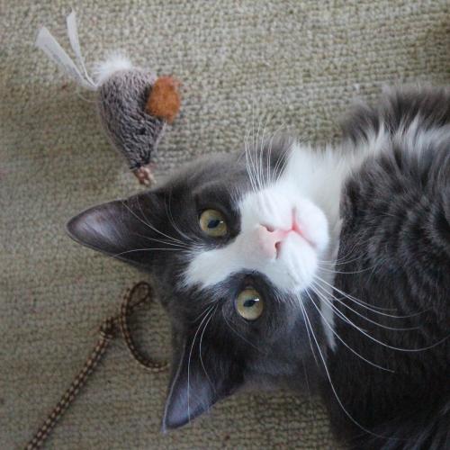 Juguetes para gatos Juguetes para gatos