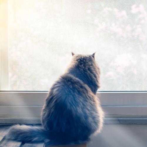 Deje a su gato solo en casa durante sus vacaciones ... Una buena idea? dejar el gato solo en vacaciones