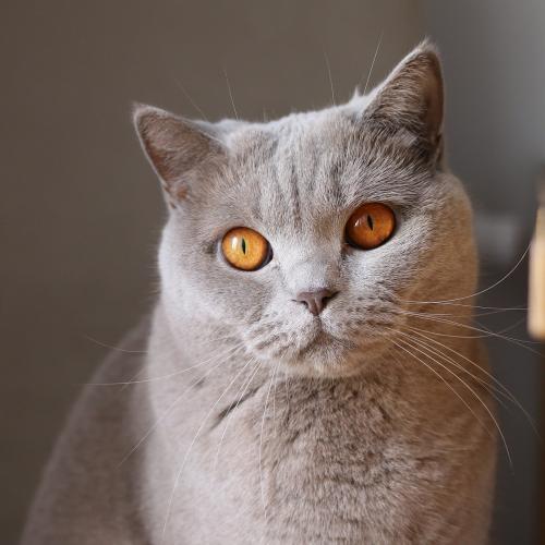 La expresión facial de los gatos (Fuente: Pixabay)