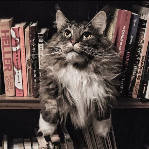 Libros de gatos