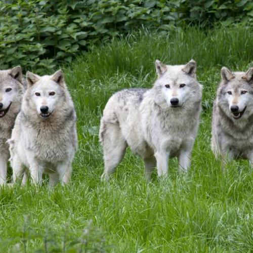 Lobos Lobos