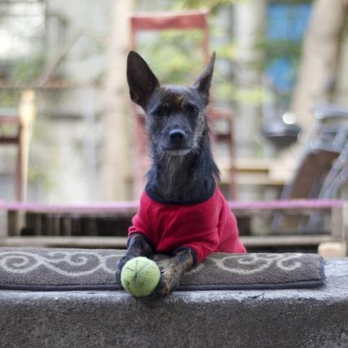 Fisioterapia para perros Fisioterapia para perros
