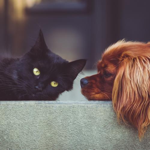 Elegir una mascota Elegir una mascota