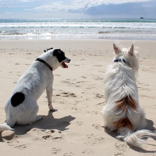 Consejos para cuidar a tu mascota en verano