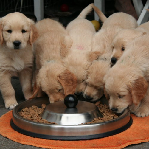 4 claves para mejorar la nutrición de tu mascota 4 claves para mejorar la nutrición de tu mascota
