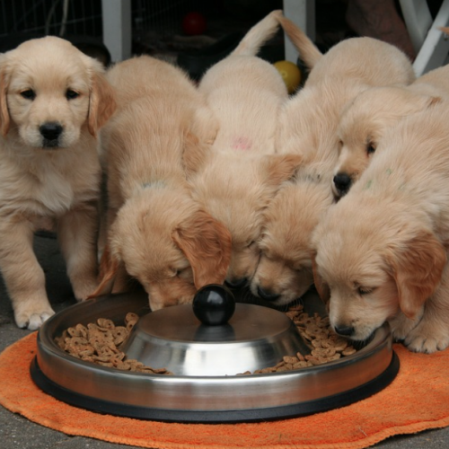 4 claves para mejorar la nutrición de tu mascota