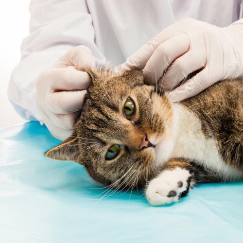 cómo limpiar la sorejas del gato? limpieza orejas del gato