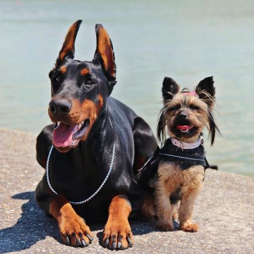 orejas-perro orejas-perro