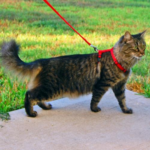 Pasear a un gato Pasear a un gato