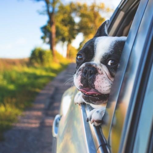 perro-coche perro-coche